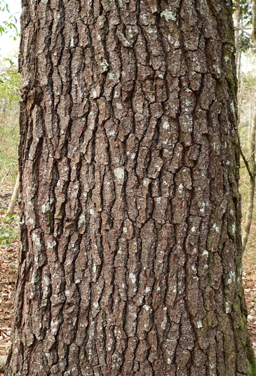 {Pinus glabra}